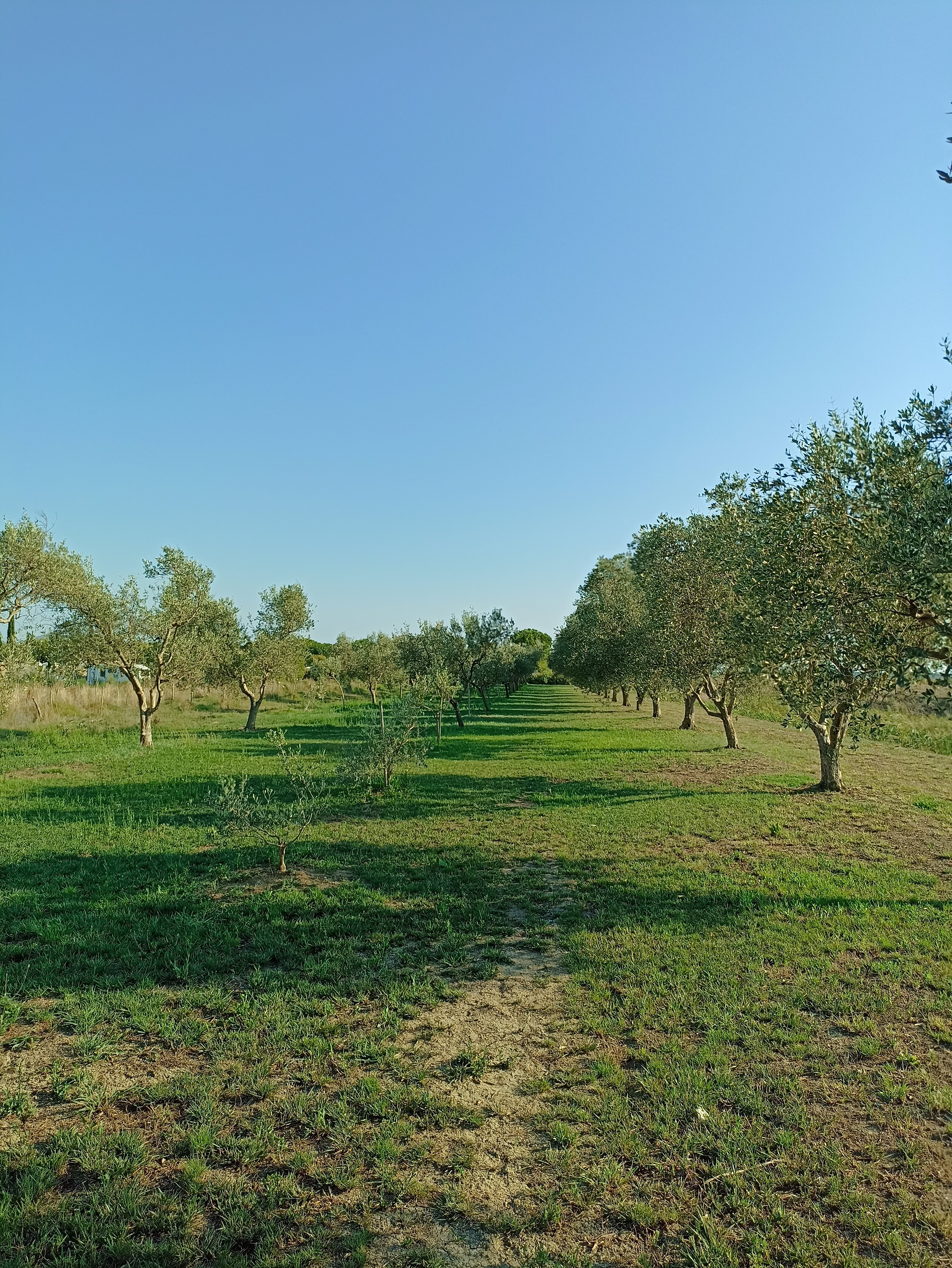 Fattoria Maremmana-官方