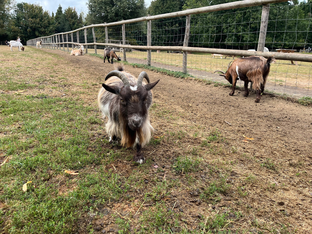 Buttercups Sanctuary for Goats-Boughton Monchelsea必去景点