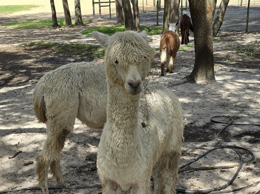 LunaSea Alpaca Farm-Ferndale必去景点