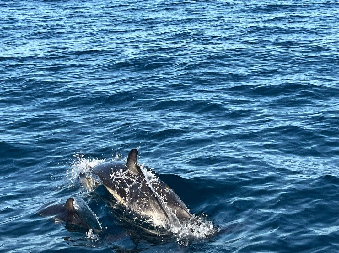 Ecomarine Algarve-法罗必去景点