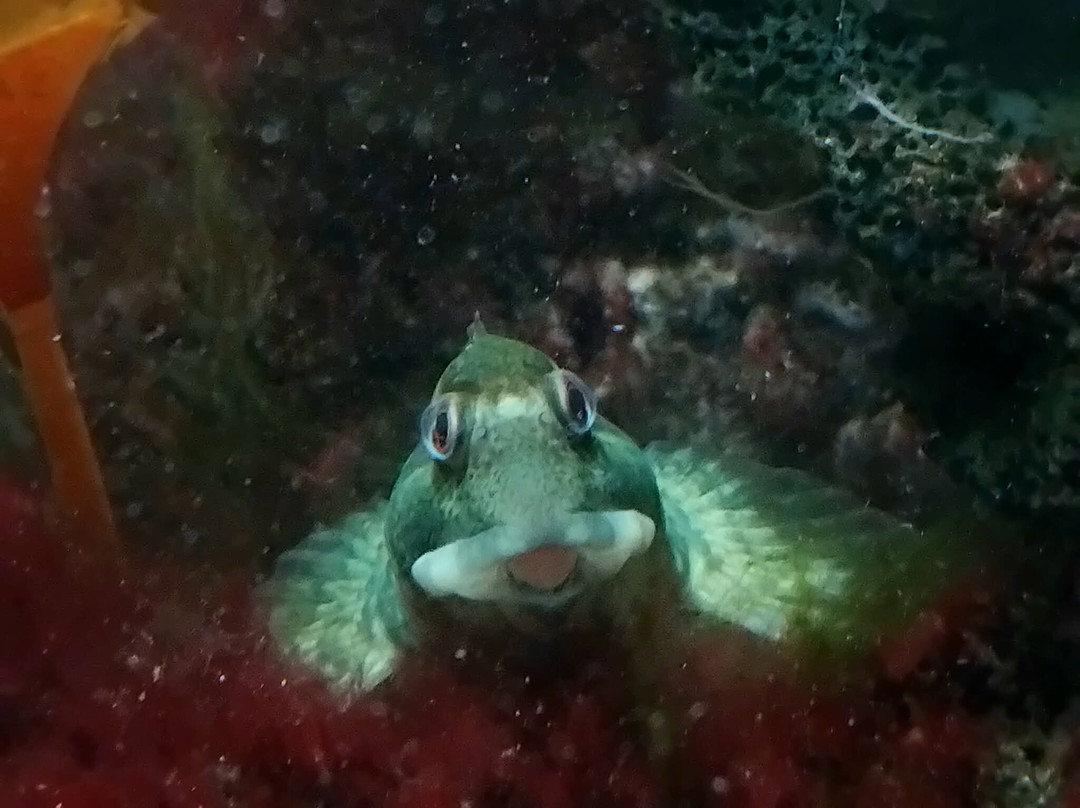 Galway Atlantaquaria-戈尔韦必去景点