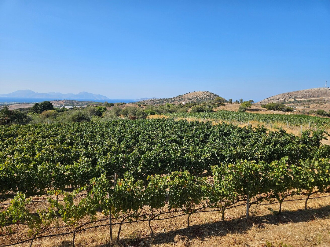 Papakonstantinou Winery