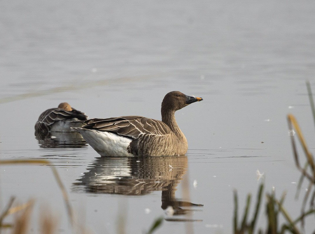 Lake Utonai Sanctuary-苫小牧市必去景点