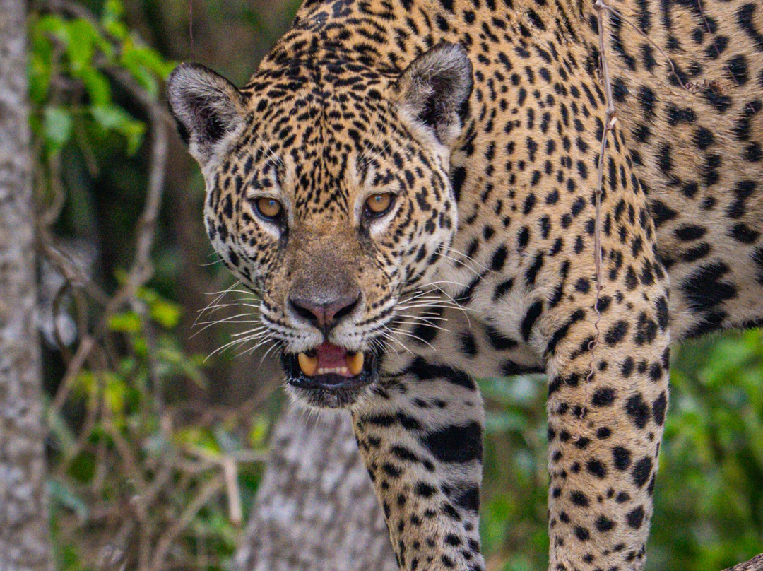 Olsen Photo Tours - Wildlife Experiences-Porto Jofre必去景点