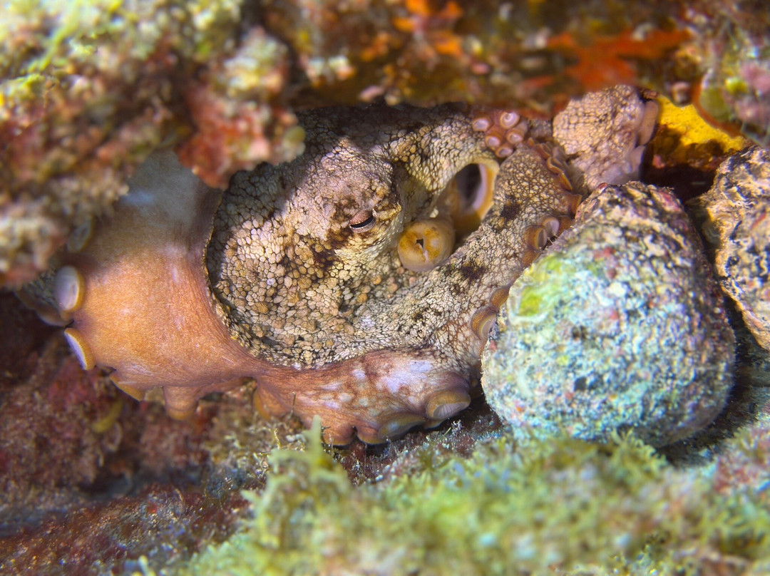 Deep Fin-拉斯加勒塔斯必去景点