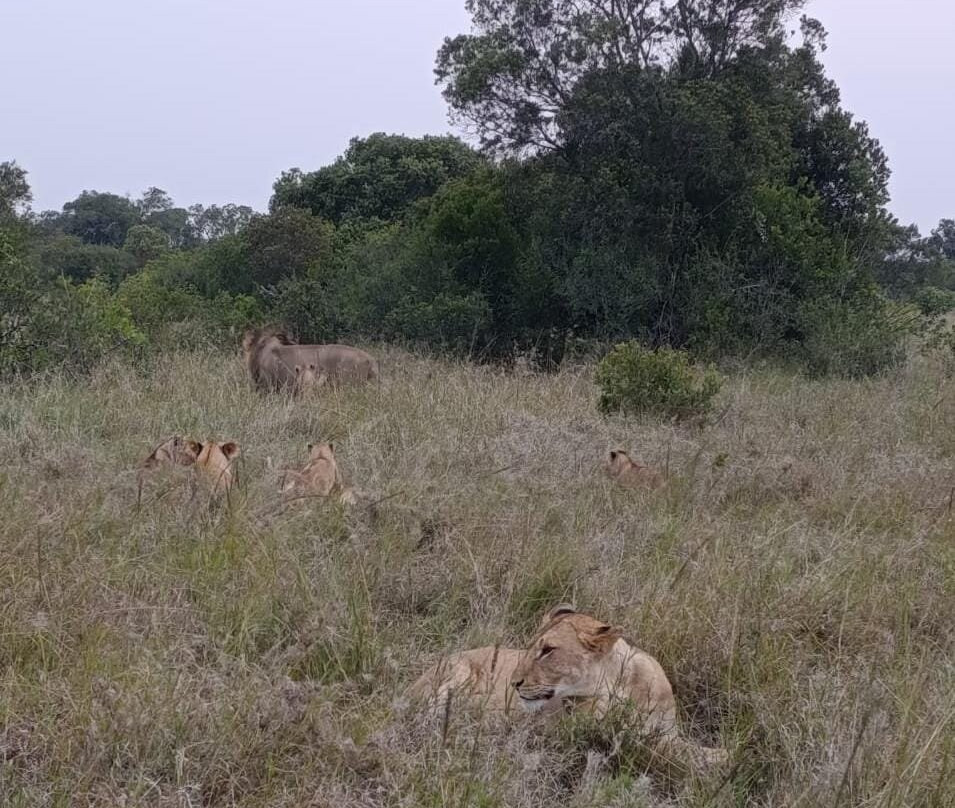 Nature Insight Safaris-内罗毕必去景点