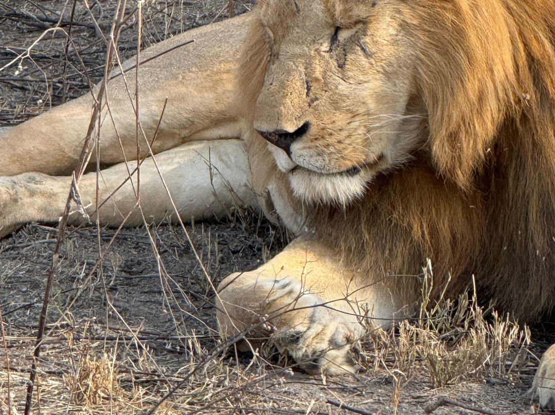 Utopia safaris-阿鲁沙必去景点