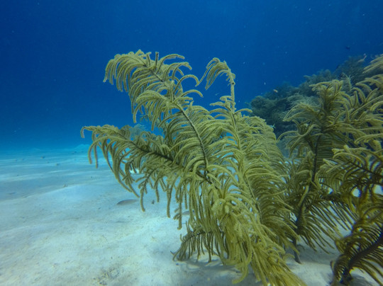 Blue Life Centro de Buceo-圣安德烈斯必去景点