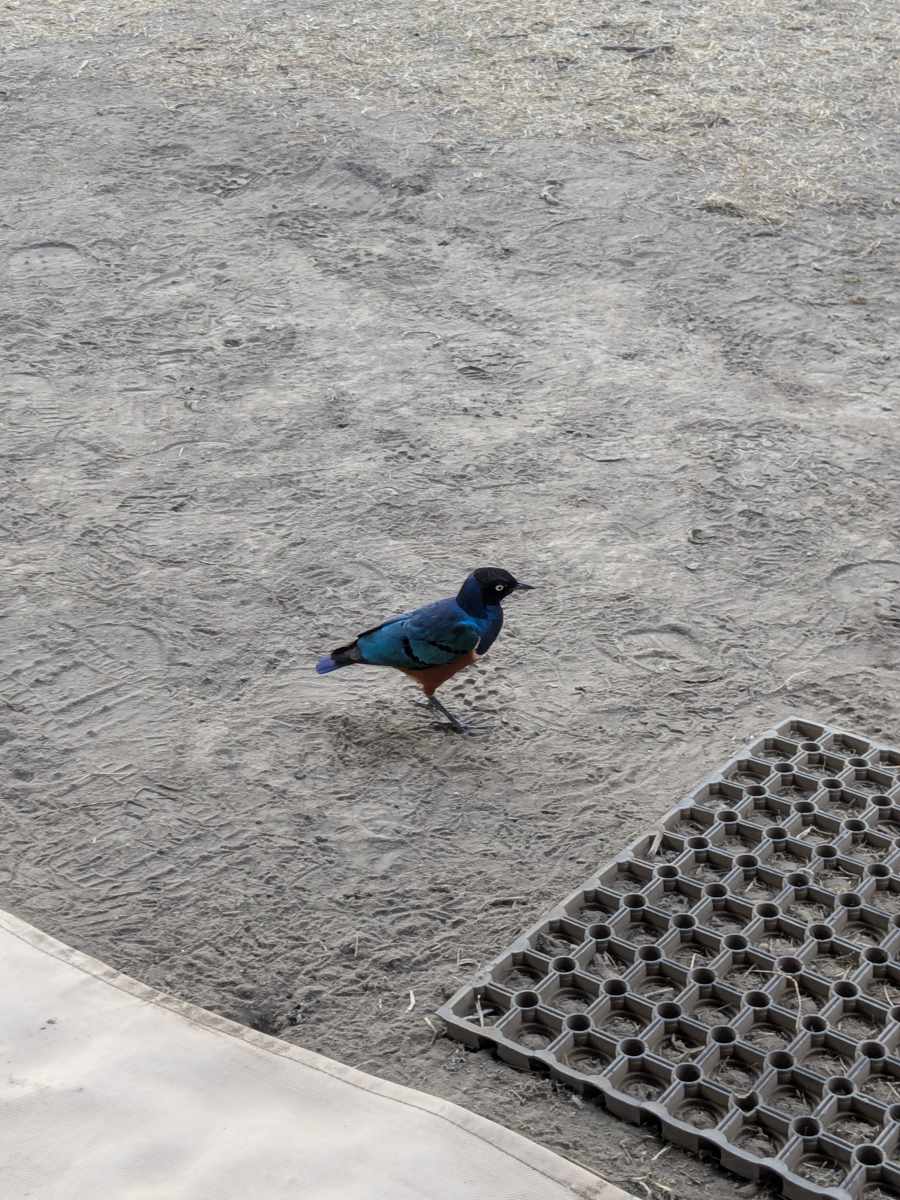Africa Safari South Serengeti-官方
