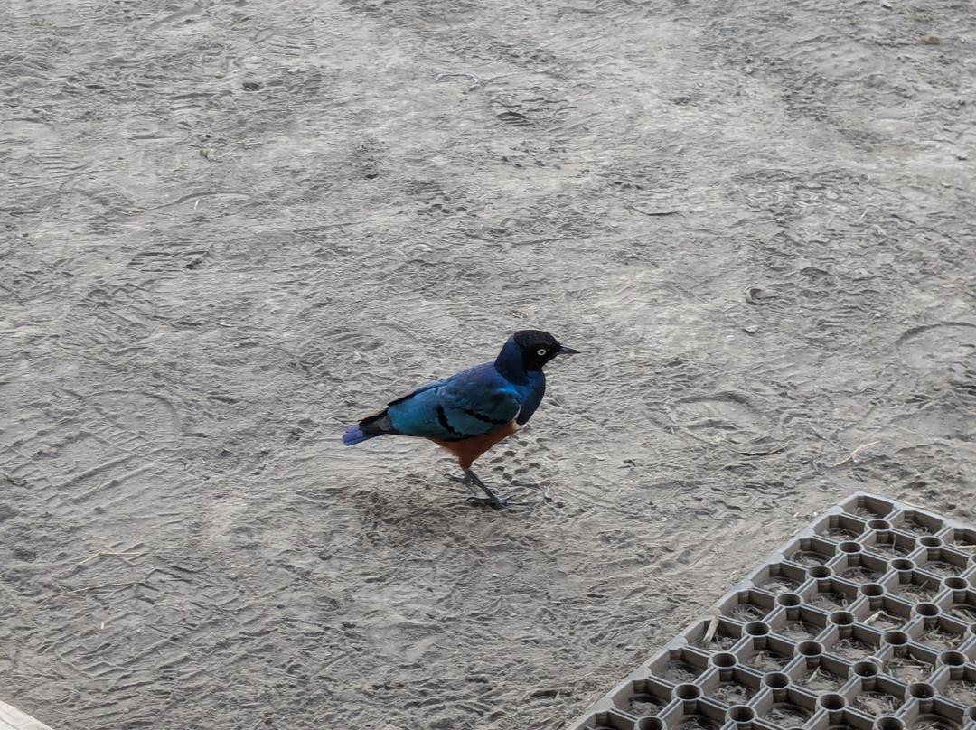 Africa Safari South Serengeti主图