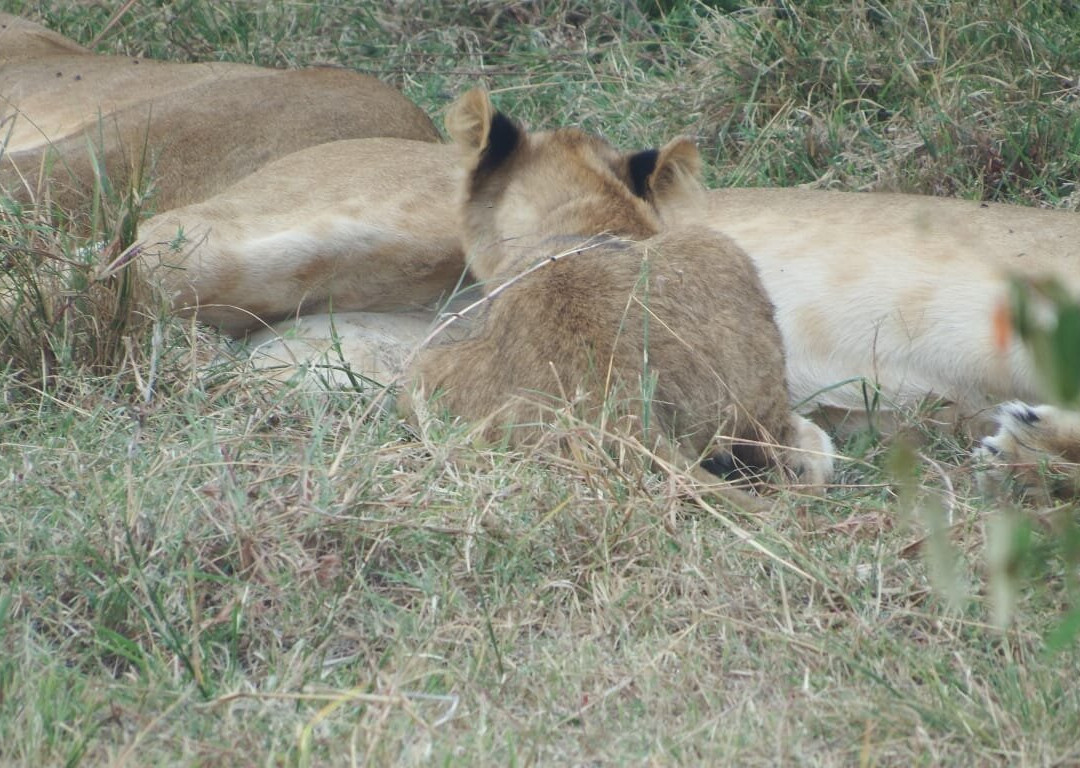 Africompass travel-内罗毕必去景点