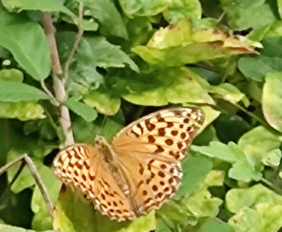 Cascata dell'Alferello (Cascata delle Trote)-Alfero必去景点