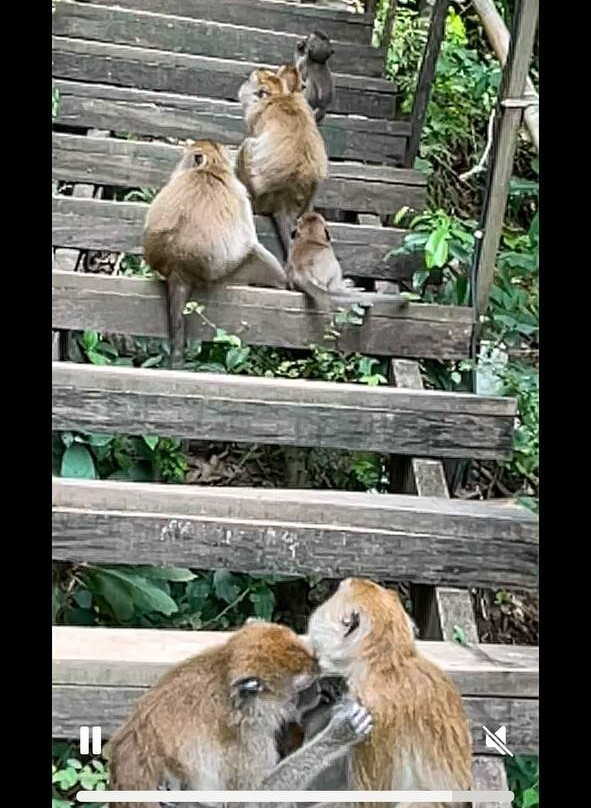 Monkey Trail-奥南必去景点