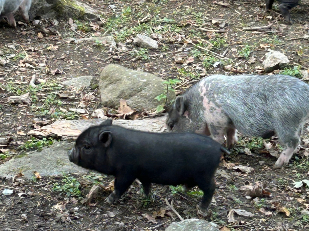 Parken Zoo-埃斯基尔斯蒂纳必去景点