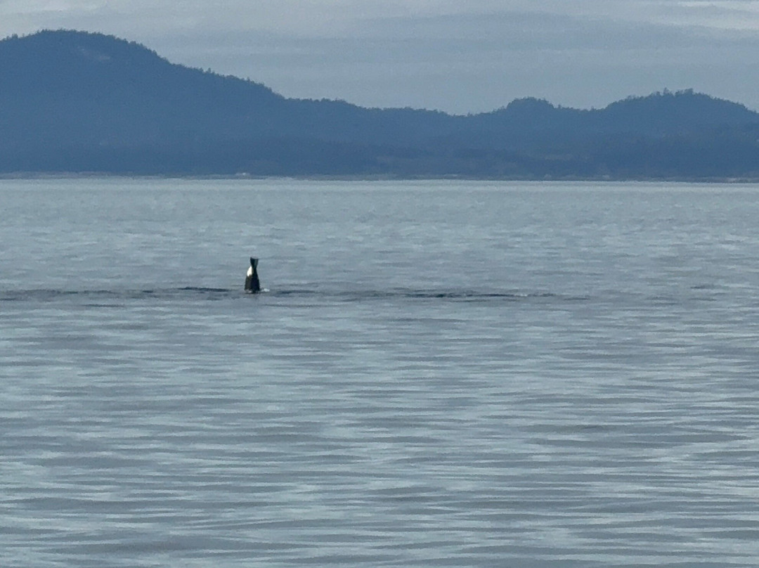 Outer Island Excursions-Anacortes必去景点