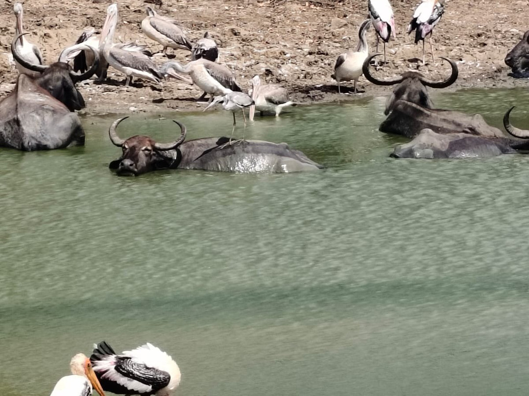 Southern Wild Safari-蒂瑟默哈拉默必去景点