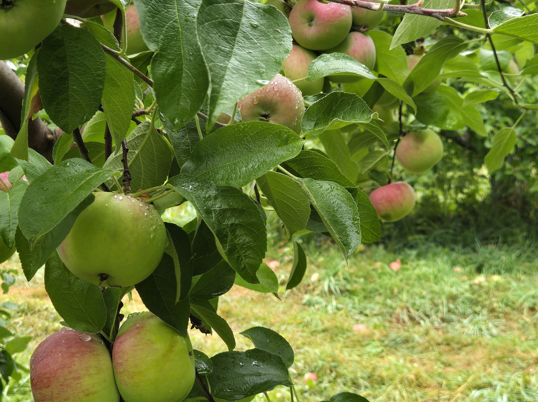 Thompson's Orchards-New Gloucester必去景点