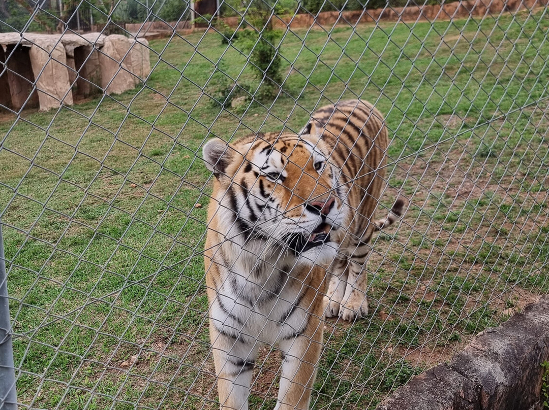 Pumbaa Wildpark And Accommodation-尼斯普鲁特必去景点