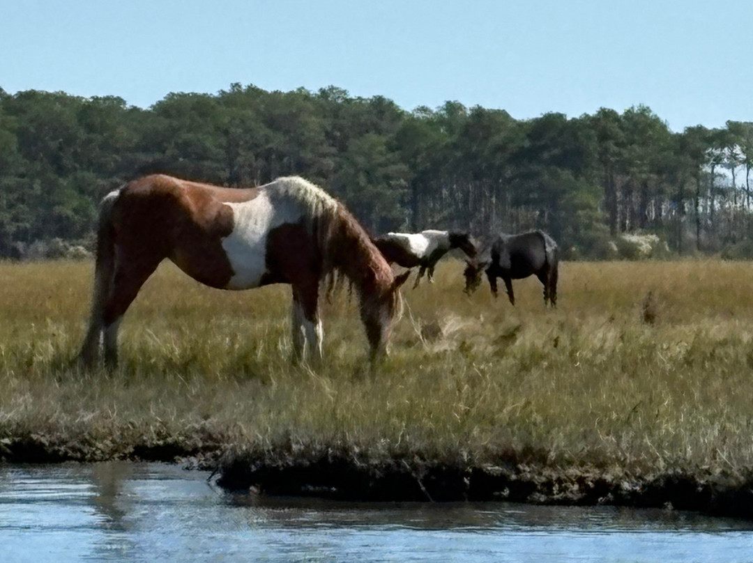 Riptide Pony Tours-Chincoteague必去景点