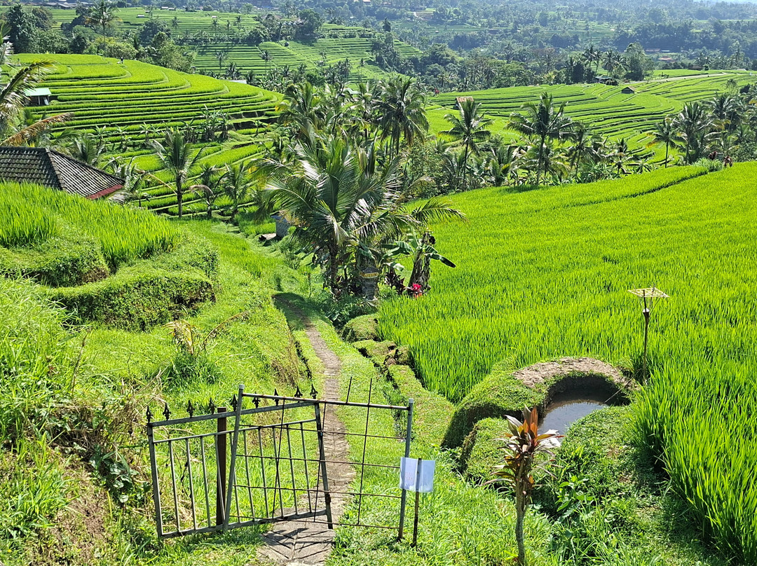 Jatiluwih Cycling & E-bike Tours With Bali By Pedals-达巴南必去景点