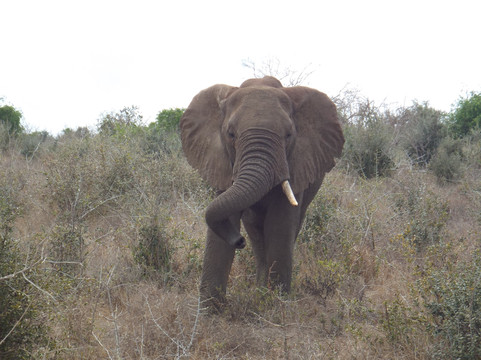 Bush Dwellers Kenya-迪亚尼必去景点
