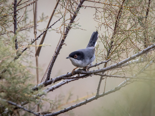 Mallorca Nature Tours-Pollenca必去景点