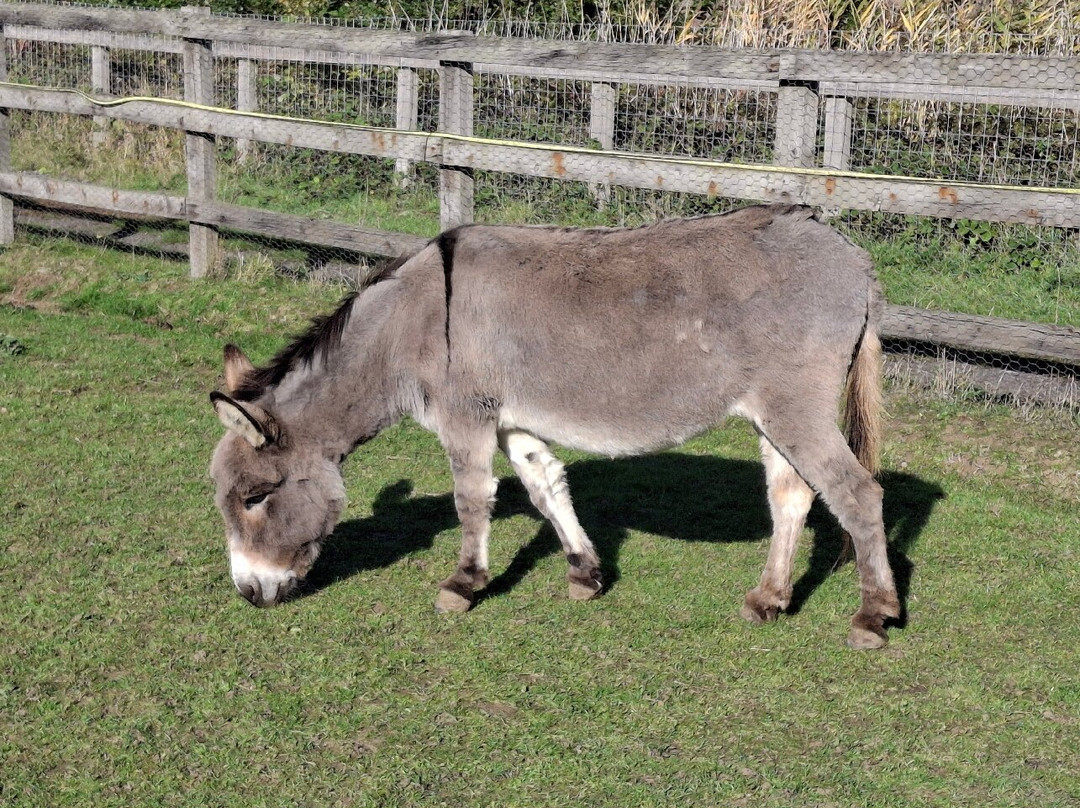 The Wonkey Donkey Visitors Centre-Knottingley必去景点