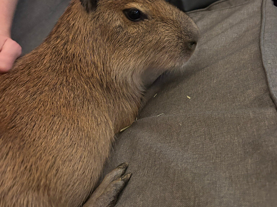 Capybara Cafe-Saint Augustine Beach必去景点