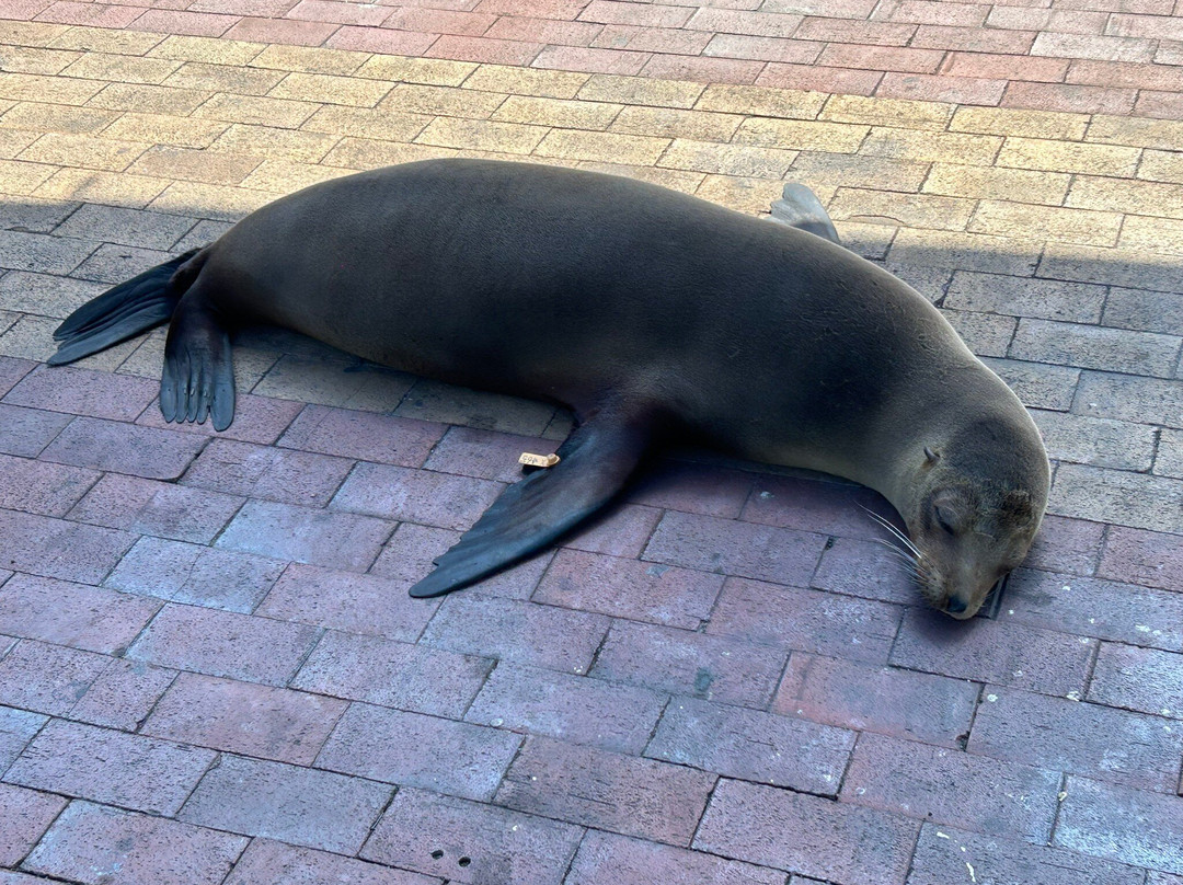 Malecon de Puerto Ayora-阿约拉港必去景点