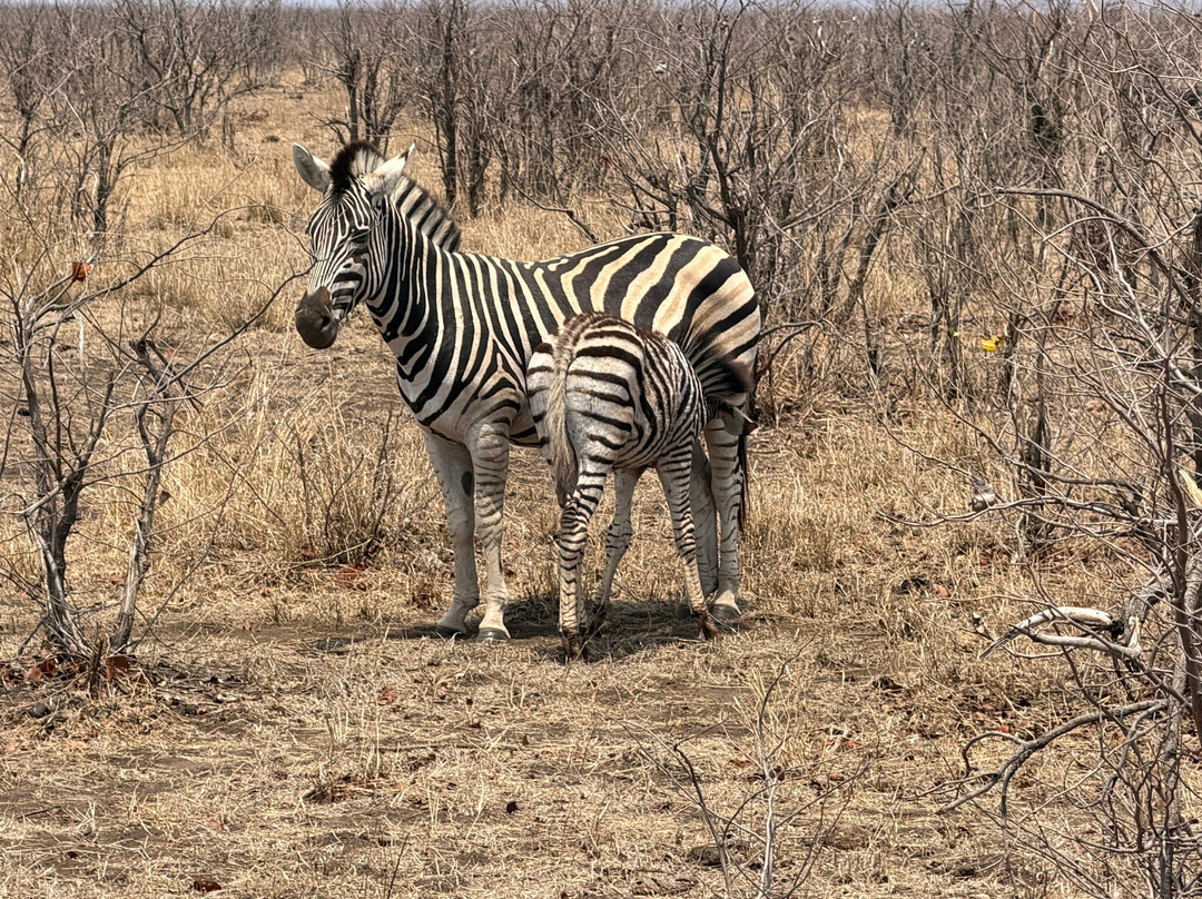 KPS Safaris & Tours-伐拉博瓦必去景点