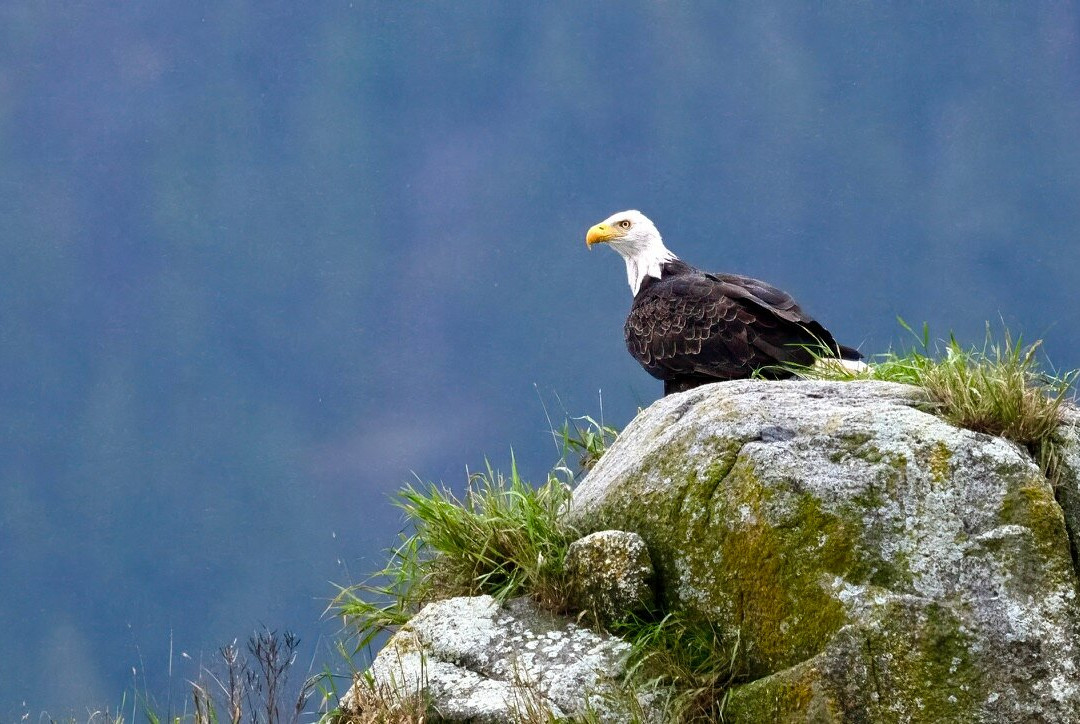 Tide Rip Grizzly Tours-Telegraph Cove必去景点