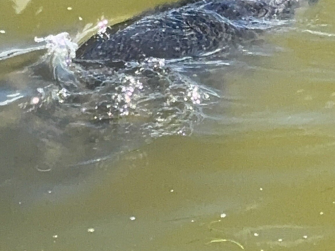Manatee Observation Deck-泰特斯维尔必去景点