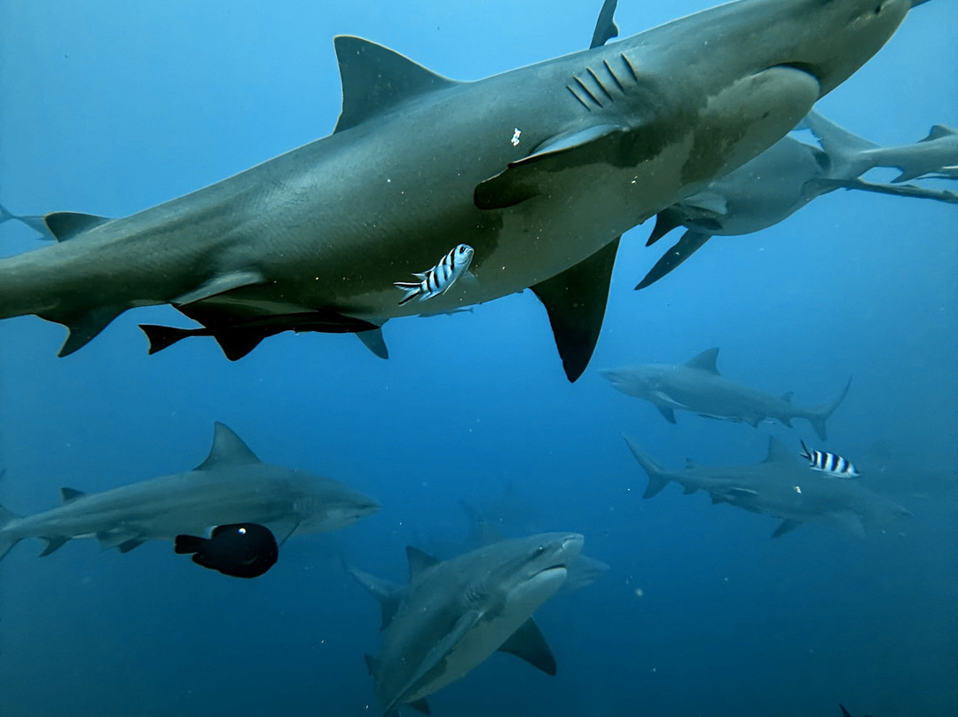 Beqa Adventure Divers-太平洋港必去景点