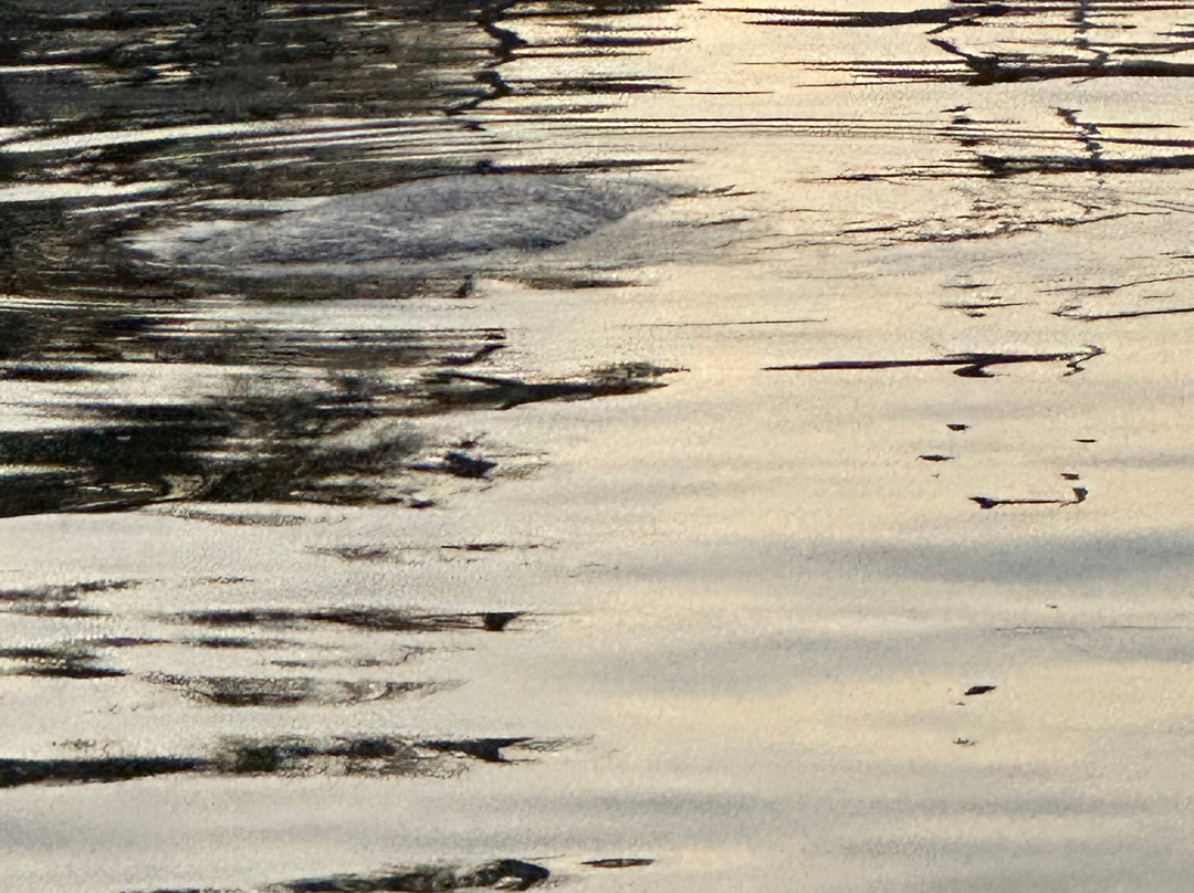 Sea N Things, LLC-Indian Shores必去景点