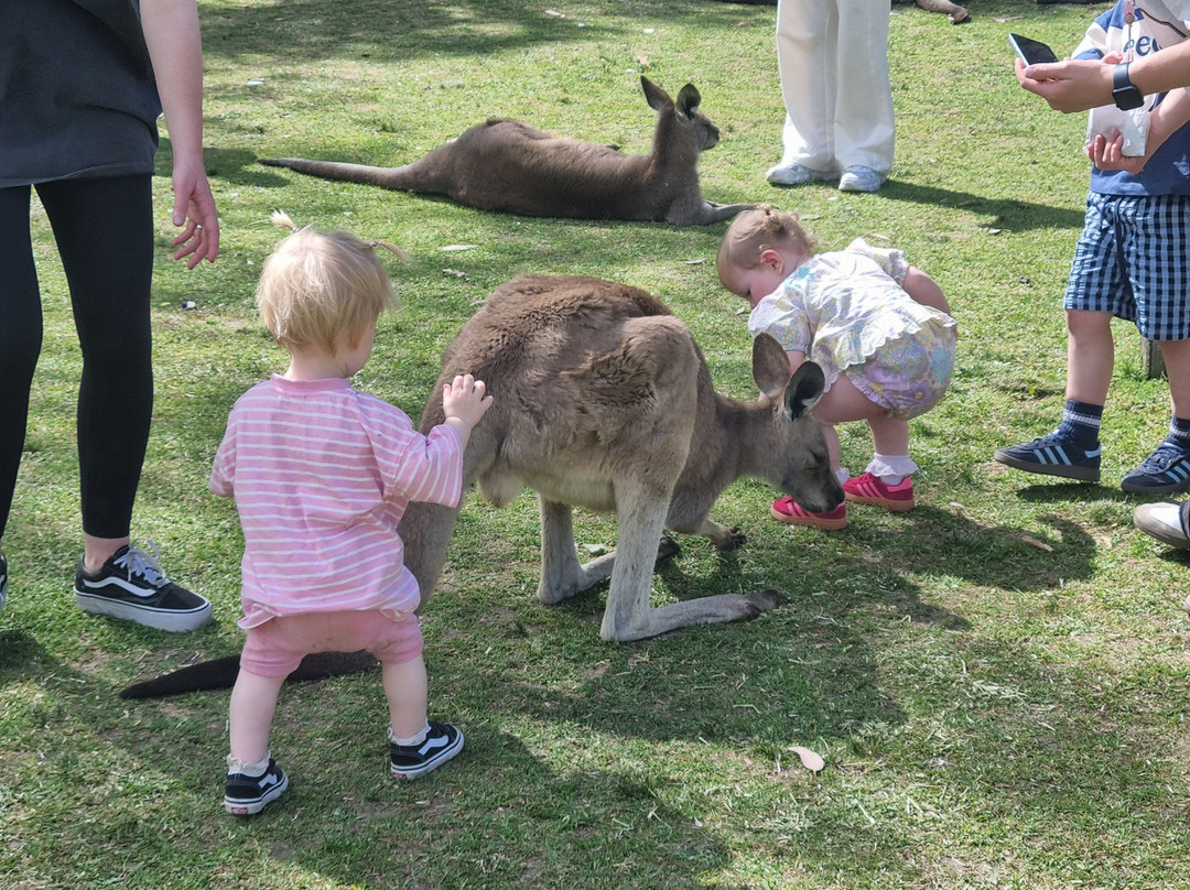 Symbio Wildlife Park-海伦斯堡必去景点