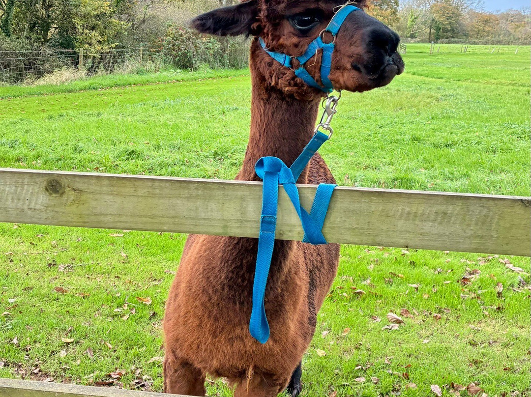 Pembrokeshire Alpaca Trekking-腾比必去景点