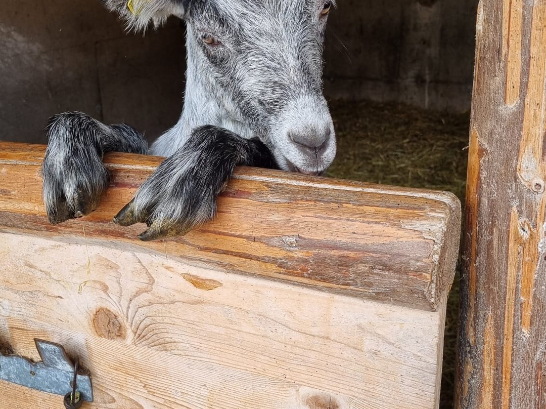Erlebnissennerei Zillertal-玛莉霍芬必去景点