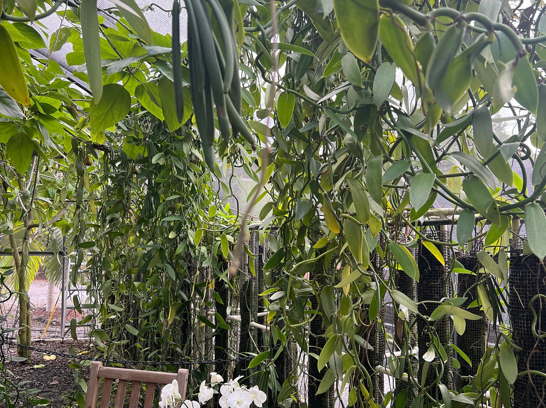 The Vanillerie-凯鲁瓦-柯纳必去景点