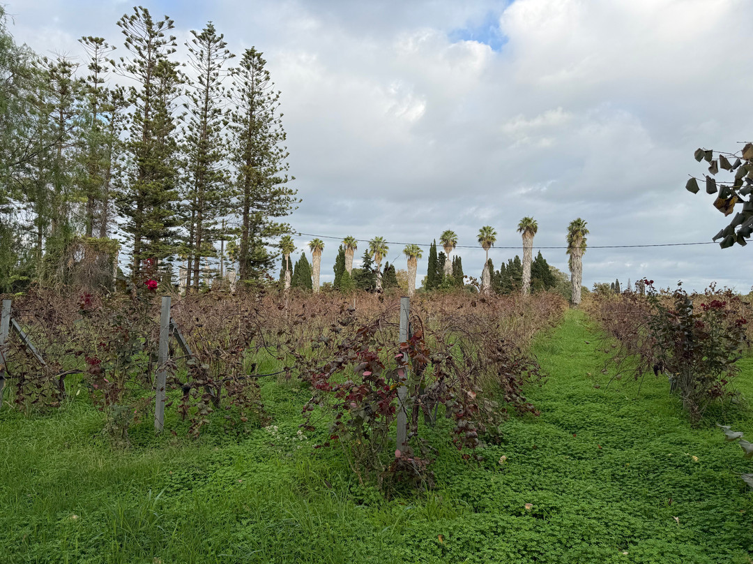 Mercouri Estate-Pyrgos必去景点