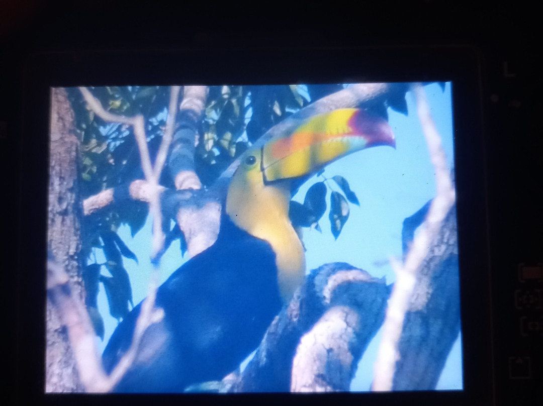 Birding with Steven-普拉亚德尔卡曼必去景点