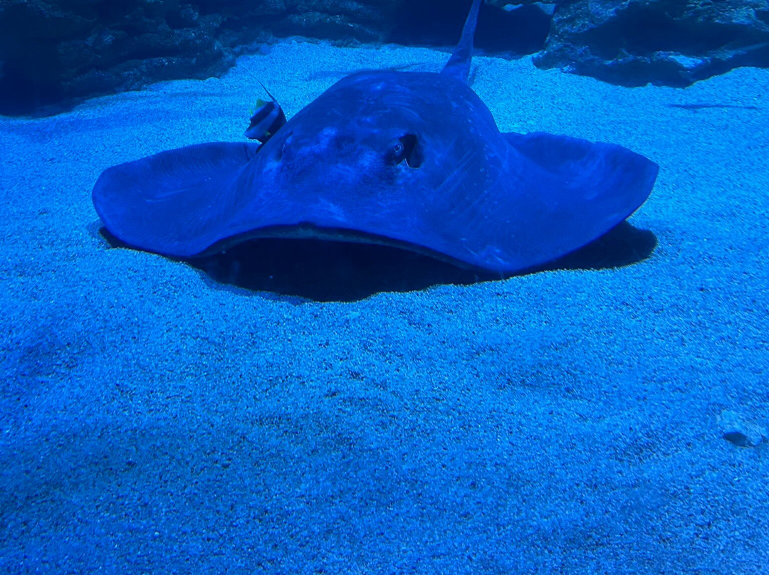 AQWA The Aquarium Of Western Australia-拉瑞斯必去景点