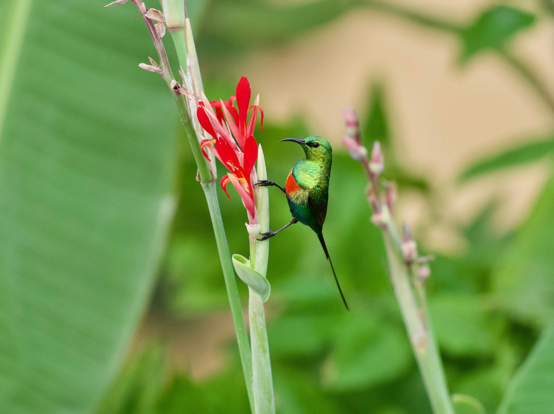 Senegambia Birding-Mandinari必去景点