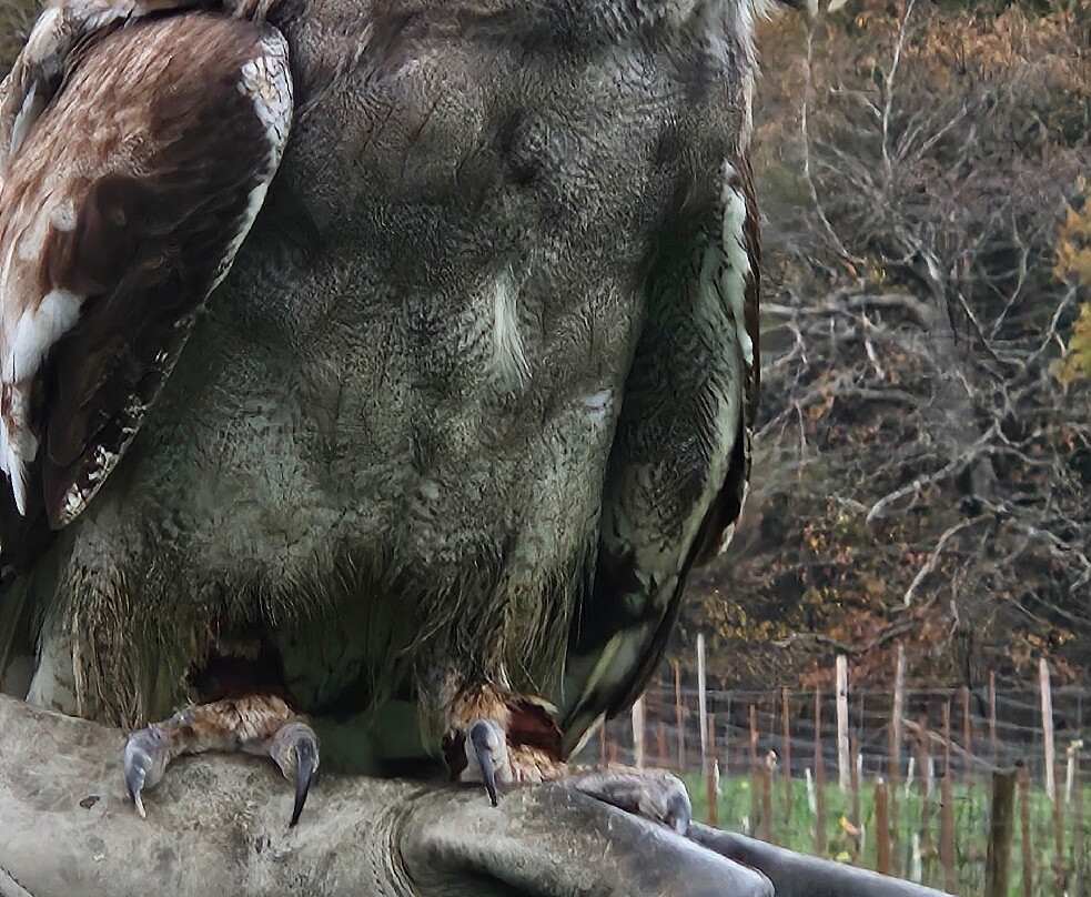 UK Owl And Raptor Centre-Groombridge必去景点
