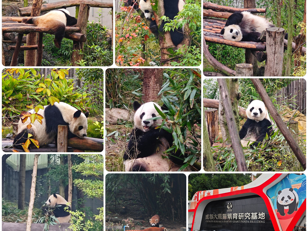 Windhorse Tour-成都必去景点