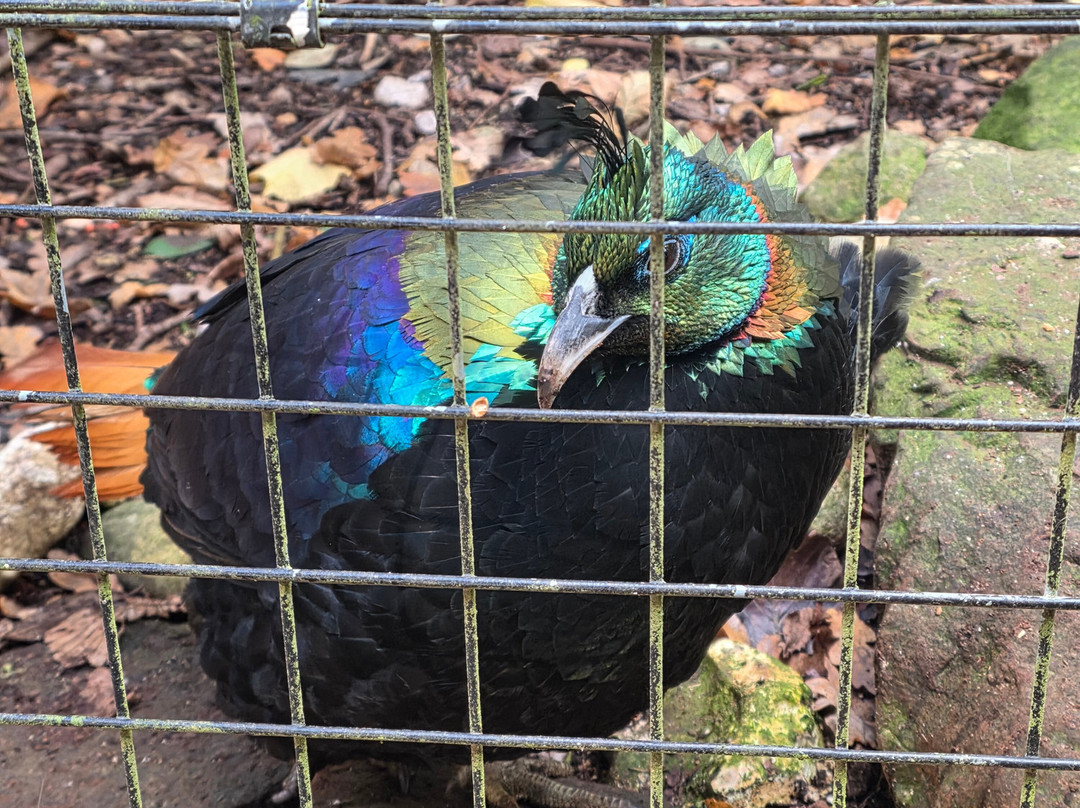 Marwell Zoo-温彻斯特必去景点