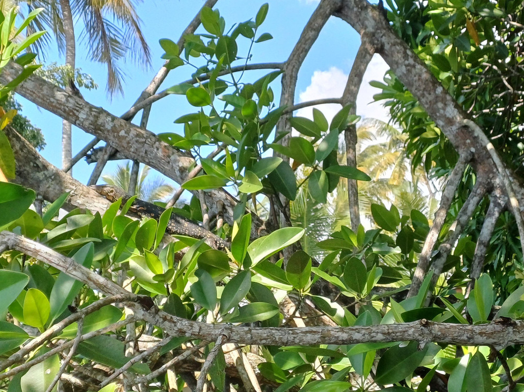 Koggala Lake Boat Safari & Kayak Adventure with Malish-克拉必去景点