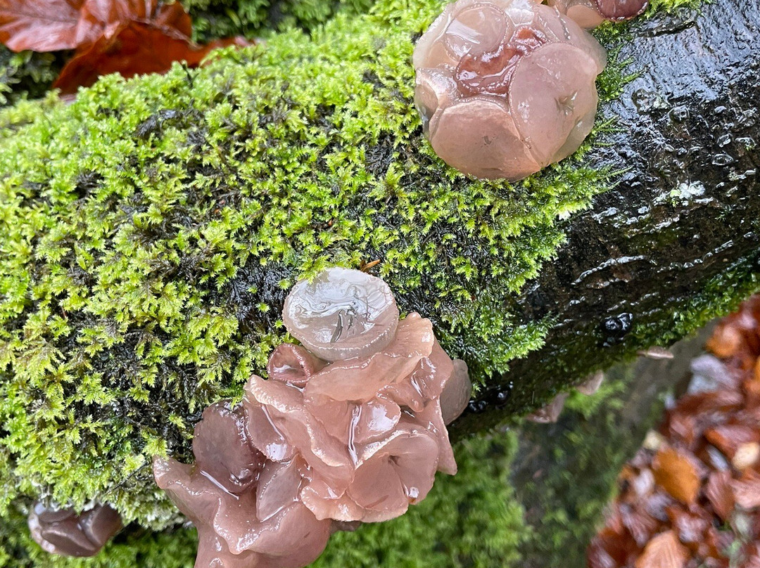 Wild New Forest Guided Tours-利明顿必去景点