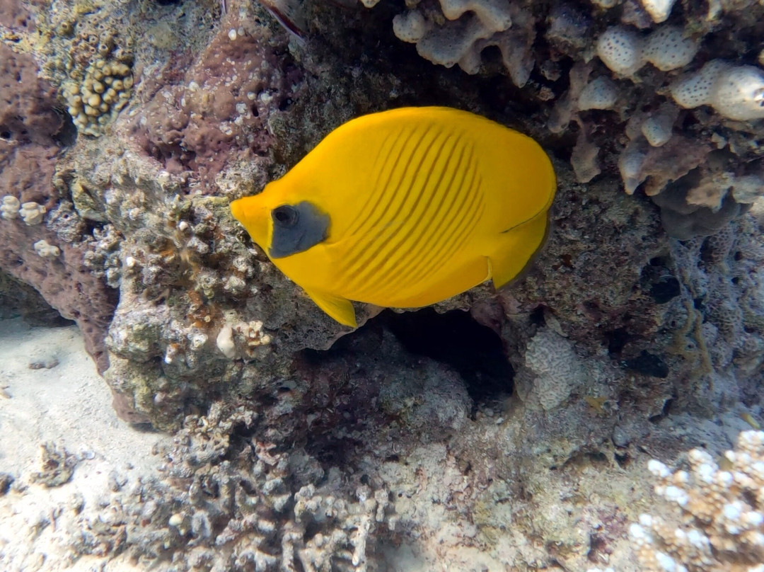 SunGo Tours-Hurghada 1必去景点