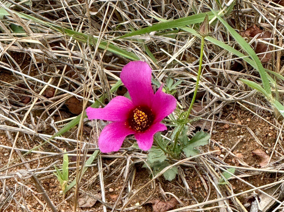 Wild Photo Africa Safaris-尼斯普鲁特必去景点