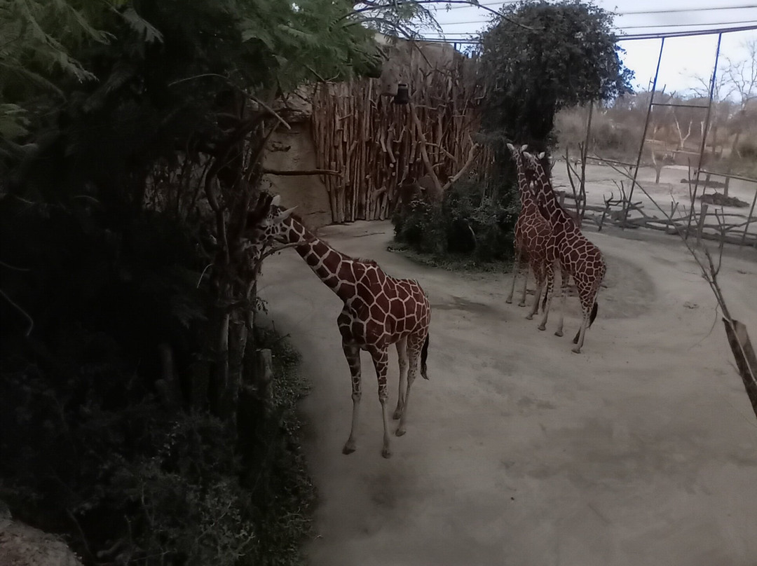 苏黎世动物园-苏黎世必去景点